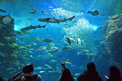 新江ノ島水族館