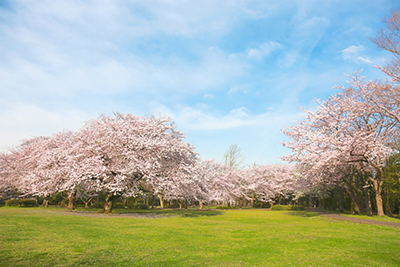 大庭城址公園