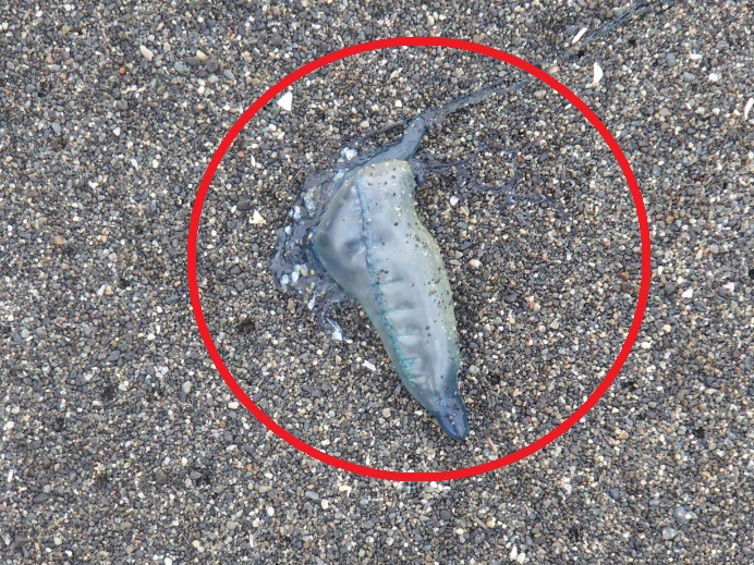カツオノエボシ（通称：電気クラゲ）にご注意ください