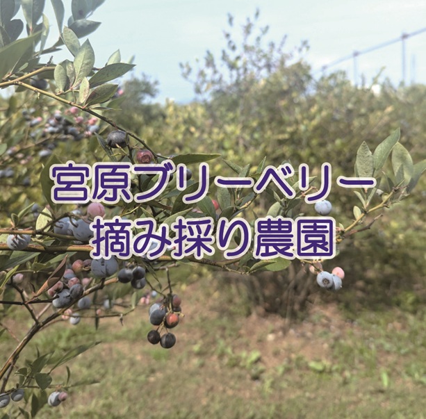 宮原ブルーベリー摘み採り農園