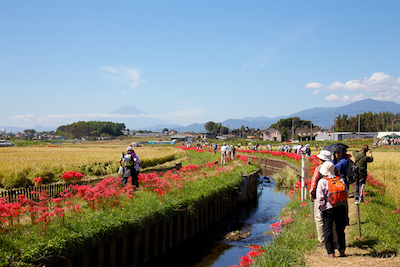 第16回小出川彼岸花まつり