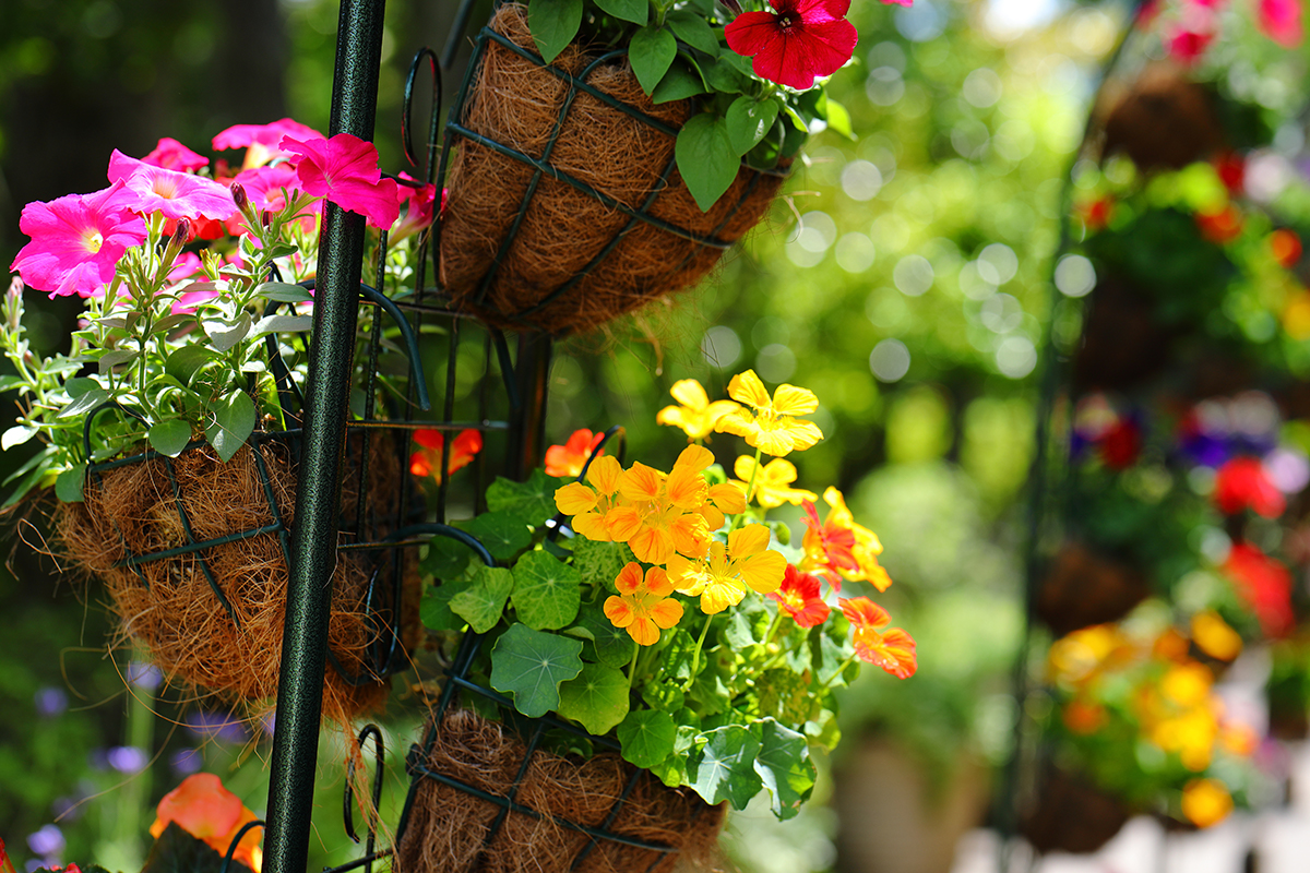 Colors-Fest!enoshima | イベント | 藤沢市観光公式ホームページ