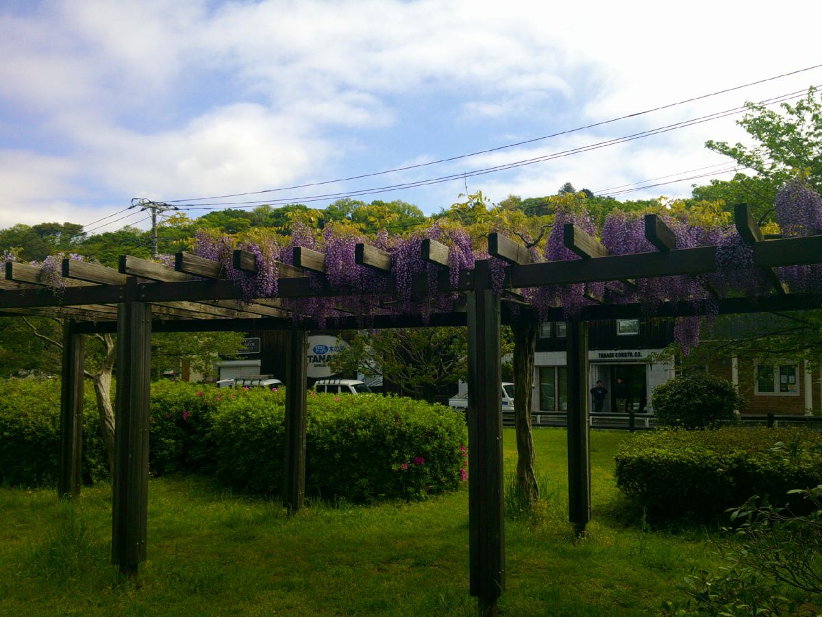 引地川親水公園のフジ