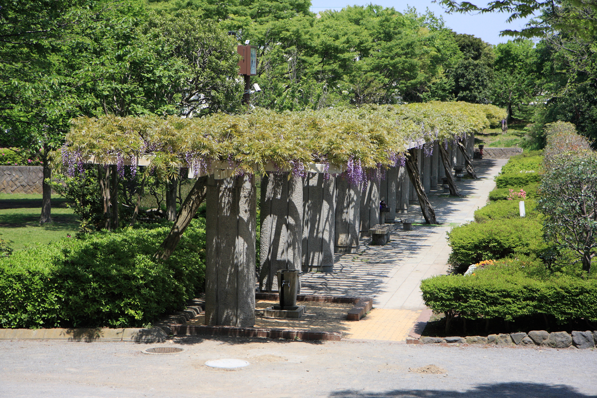 新林公園のフジ