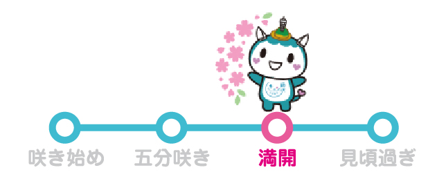 ふじきゅんの開花情報