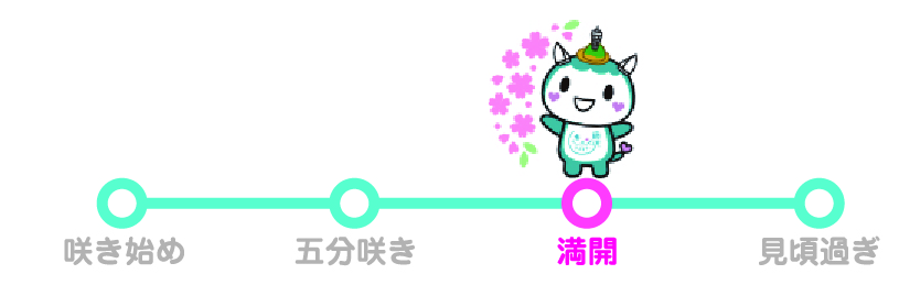 ふじきゅんの開花情報