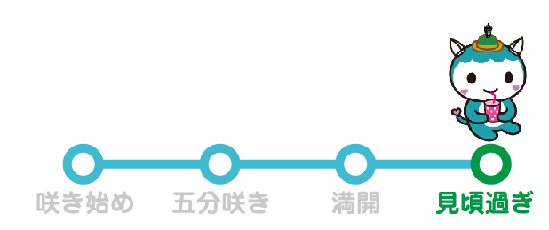 ふじきゅんの開花情報