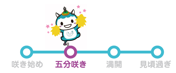ふじきゅんの開花情報