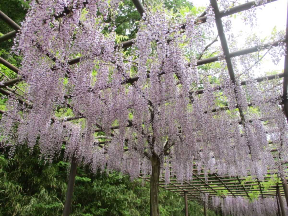 現況ヨリ画像