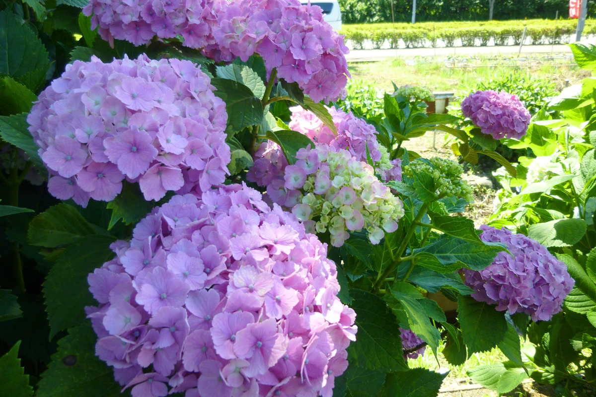 紫陽花