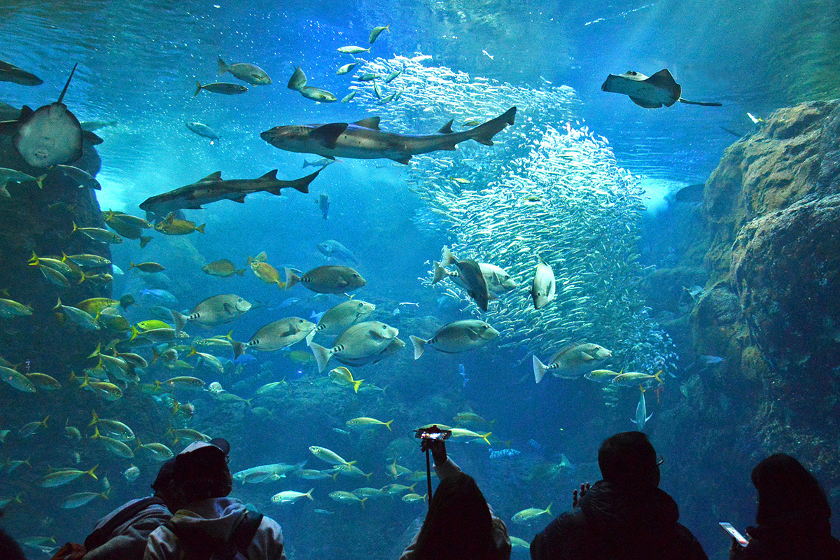 新 江ノ島 水族館