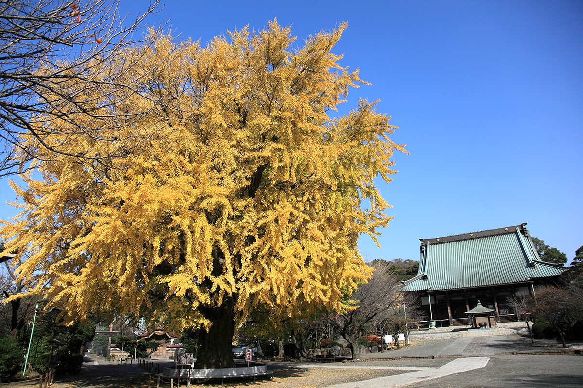 遊行寺　（清浄光寺）