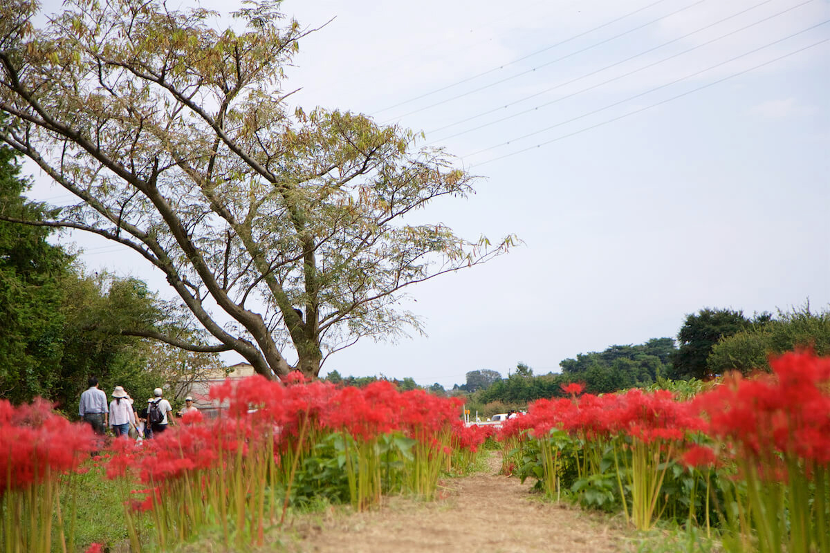 小出川彼岸花まつり