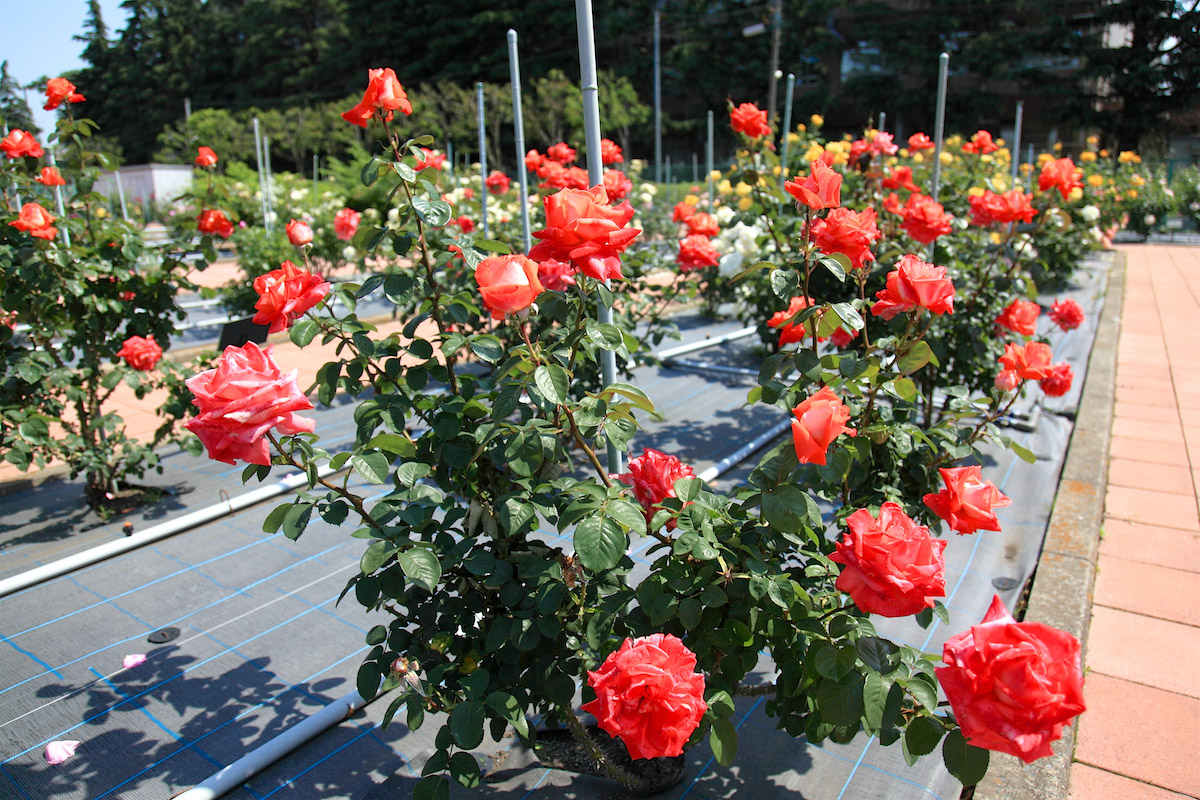 日本大学生物資源学部 (博物館、付属バラ園、桜並木)