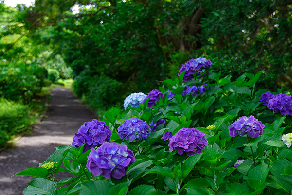 大庭城址公園のアジサイ