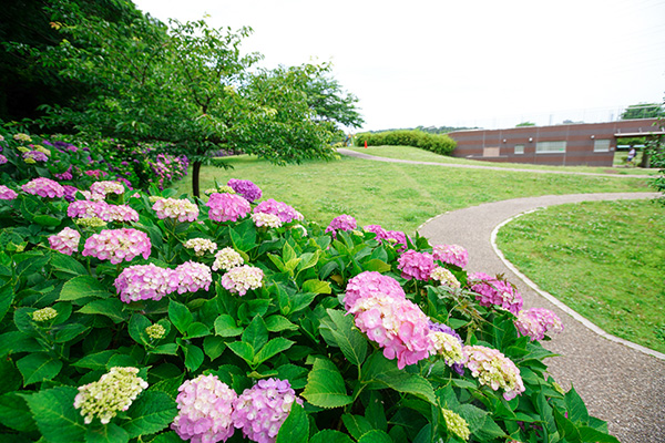 新林公園のアジサイ