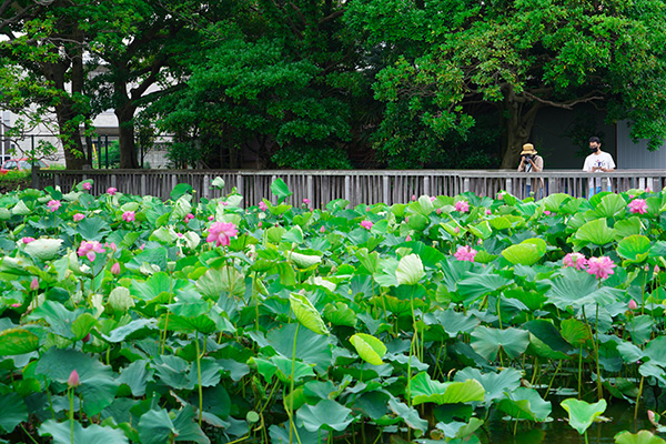 桜小路公園のハス