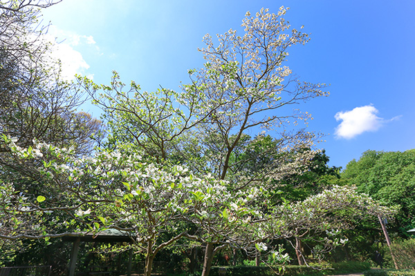 大庭城址公園のハナミズキ