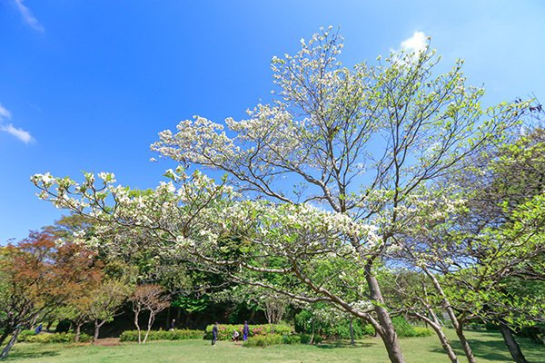 大庭城址公園のハナミズキ