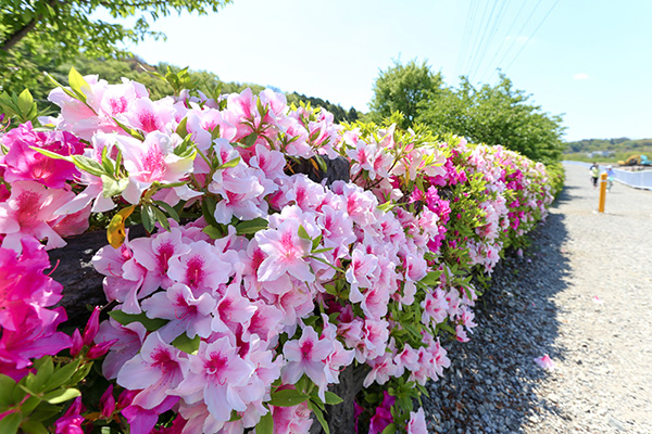 引地川親水公園のツツジ