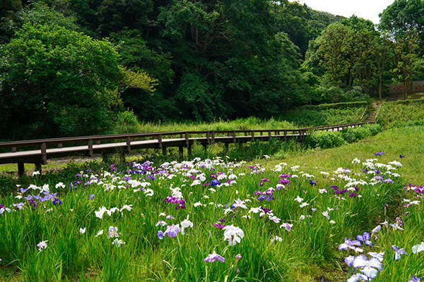 新林公園のハナショウブ