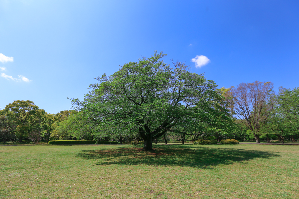 大庭城址公園