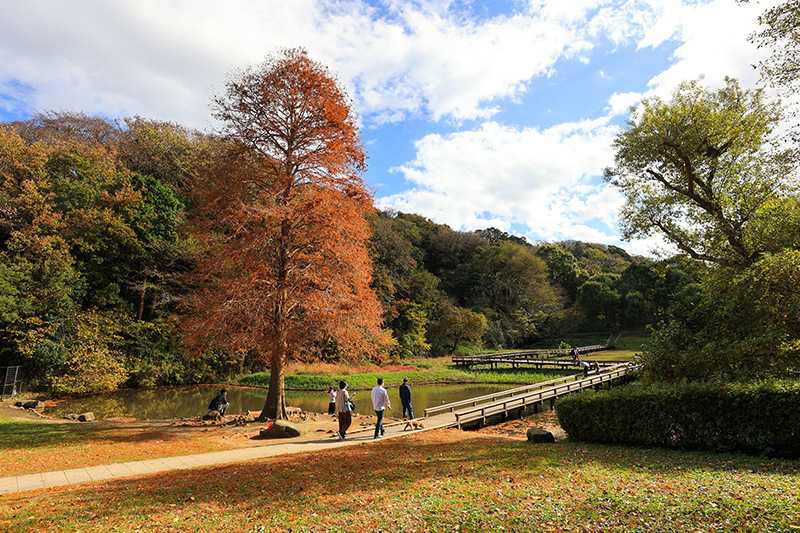 紅葉の写真