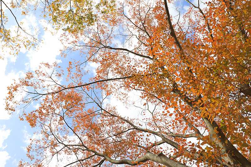 新林公園の紅葉