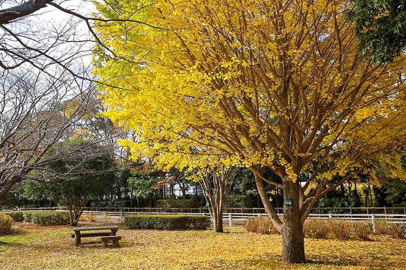 引地川親水公園のサルスベリ