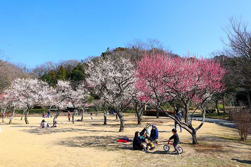 引地川親水公園のウメ