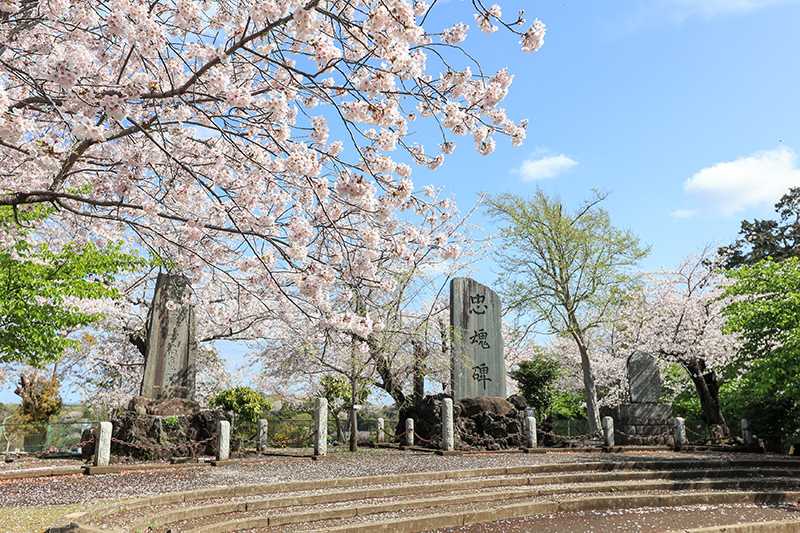 伊勢山公園のサクラ