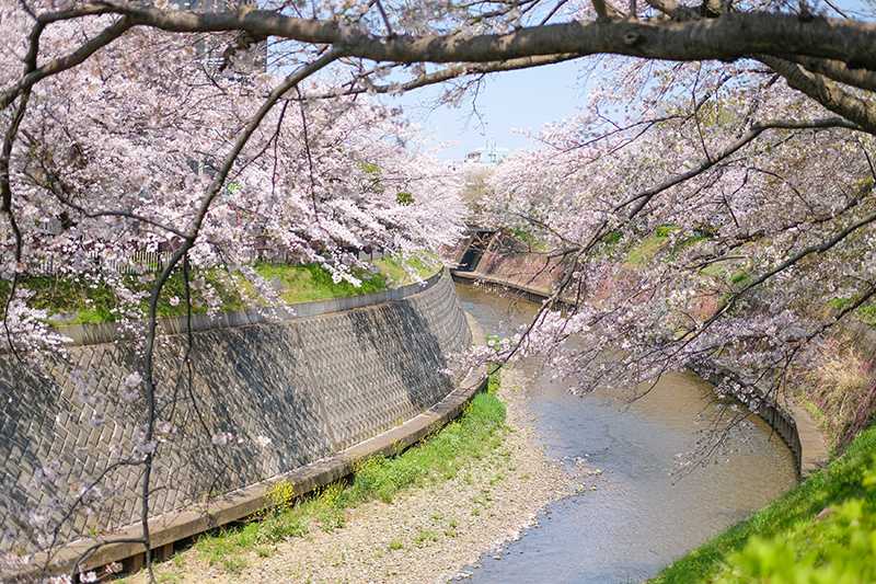 円行公園のサクラ