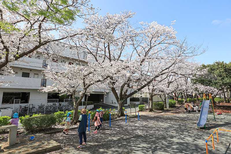 大荒九公園のサクラ