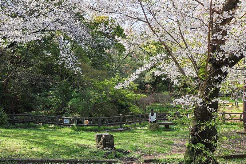 御幣公園のサクラ