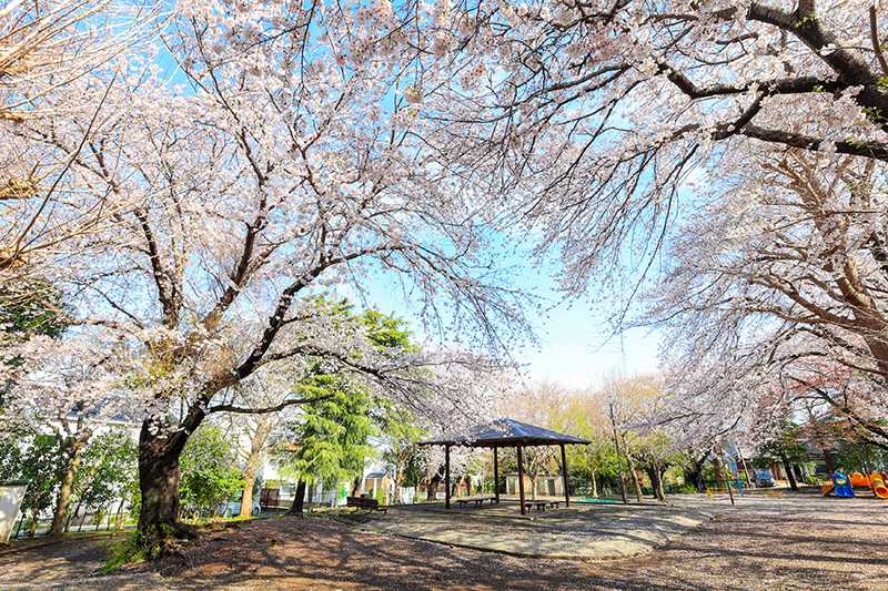 柄沢公園のサクラ