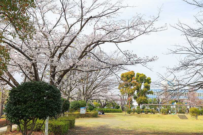 桐原公園のサクラ