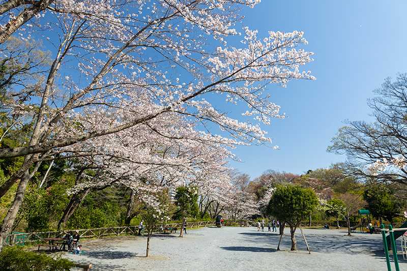 新林公園のサクラ