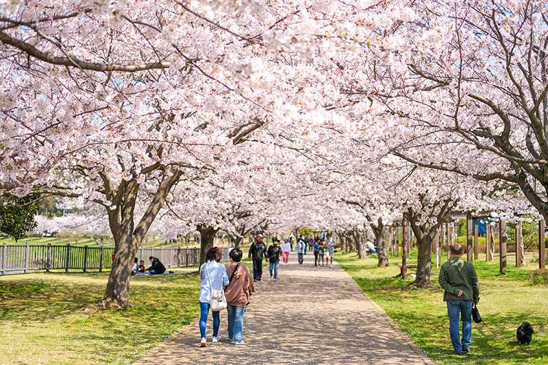 引地川親水公園のサクラ