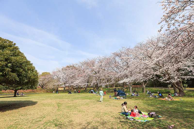 大庭城址公園のサクラ