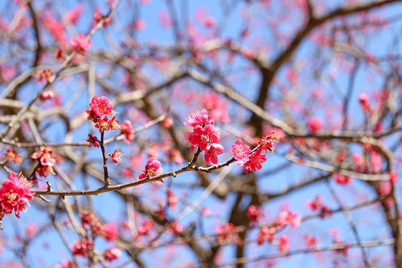 円行公園のウメ