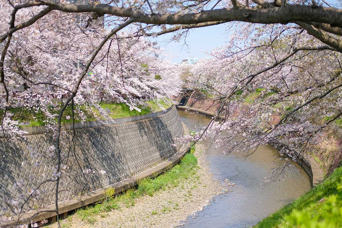 円行公園のサクラ