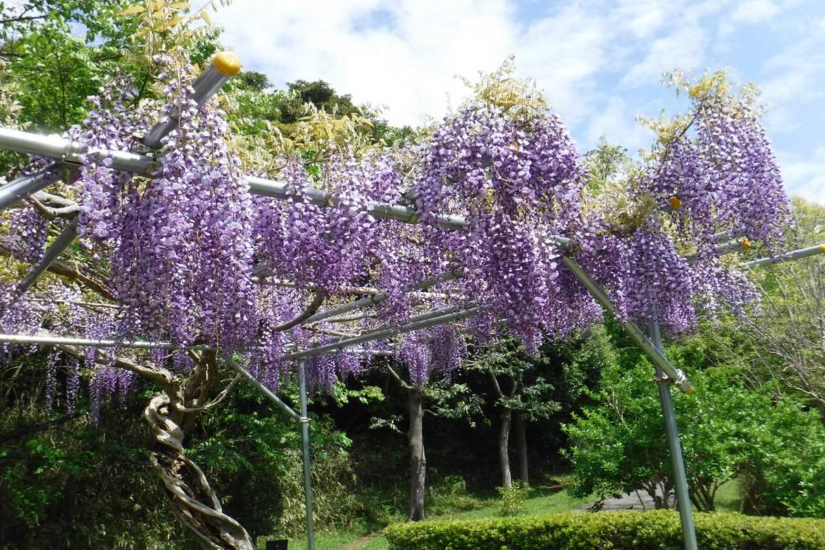 大庭城址公園のフジ