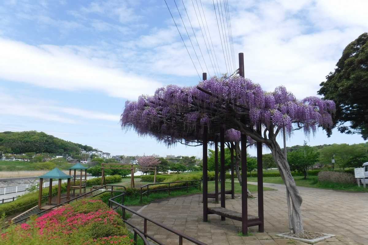 引地川親水公園のフジ