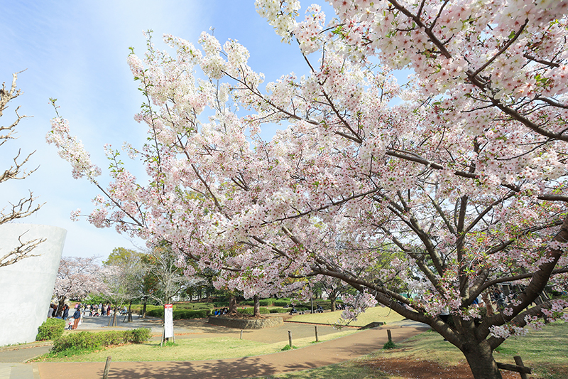 湘南台公園のサクラ