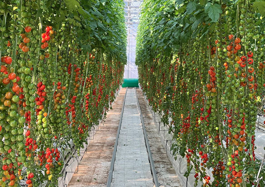 藤沢北部レポート⑦「井出トマト農園」 | 特集 | 藤沢市観光公式