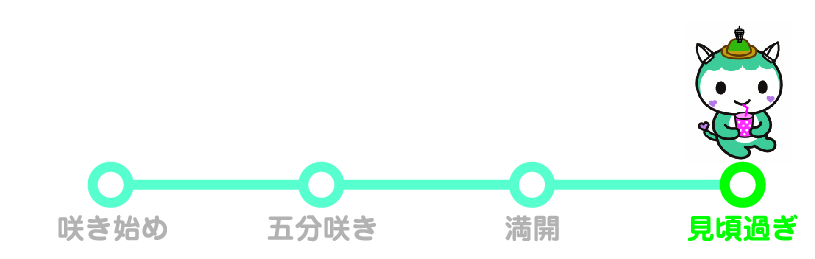 ふじきゅんの開花情報