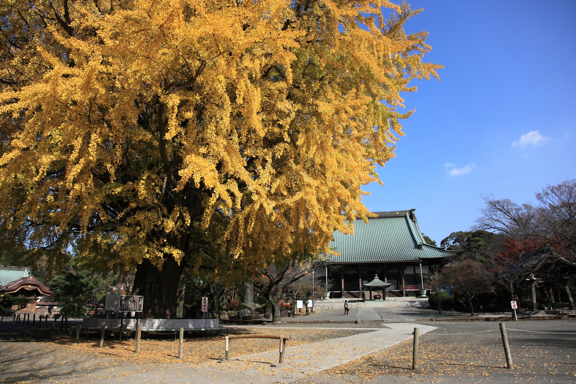 遊行寺の大イチョウ