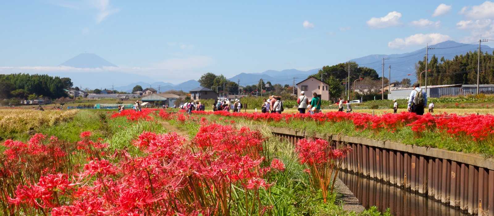 小出川彼岸花まつり