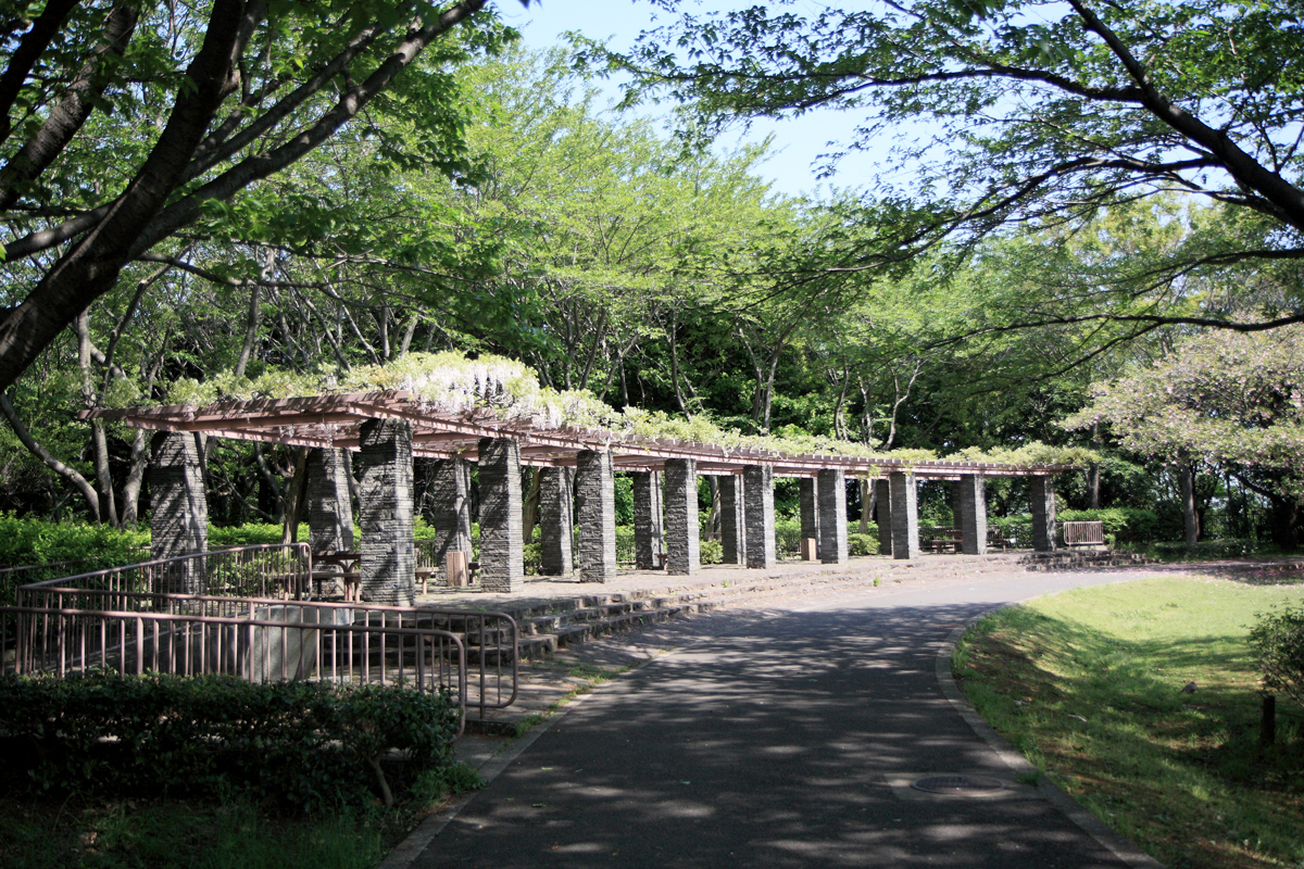 大庭城址公園のフジ