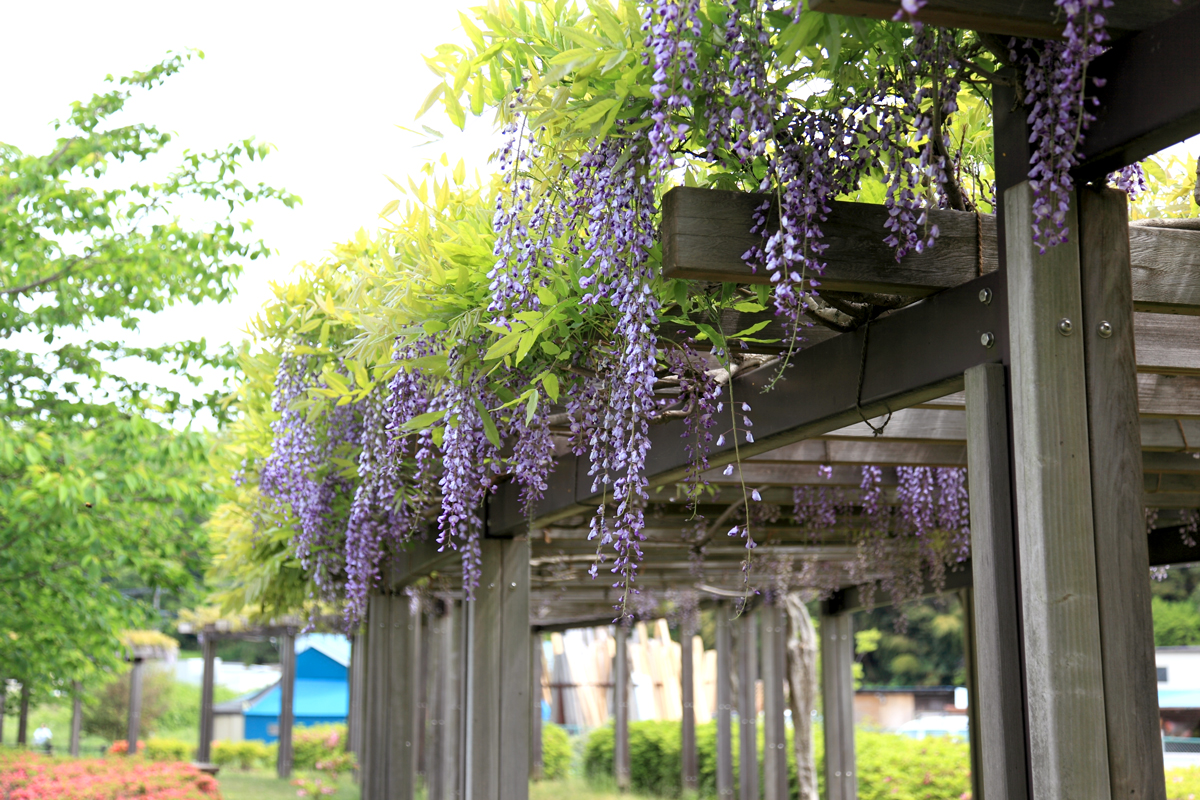 引地川親水公園のフジ